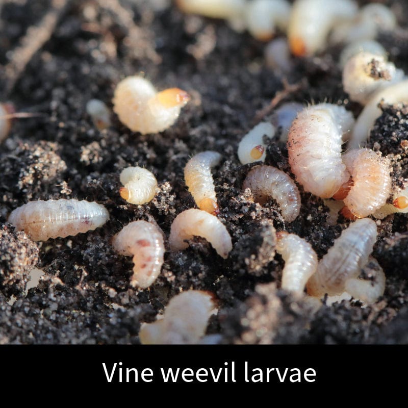 Vine Weevil Control Nematodes 100sq.m