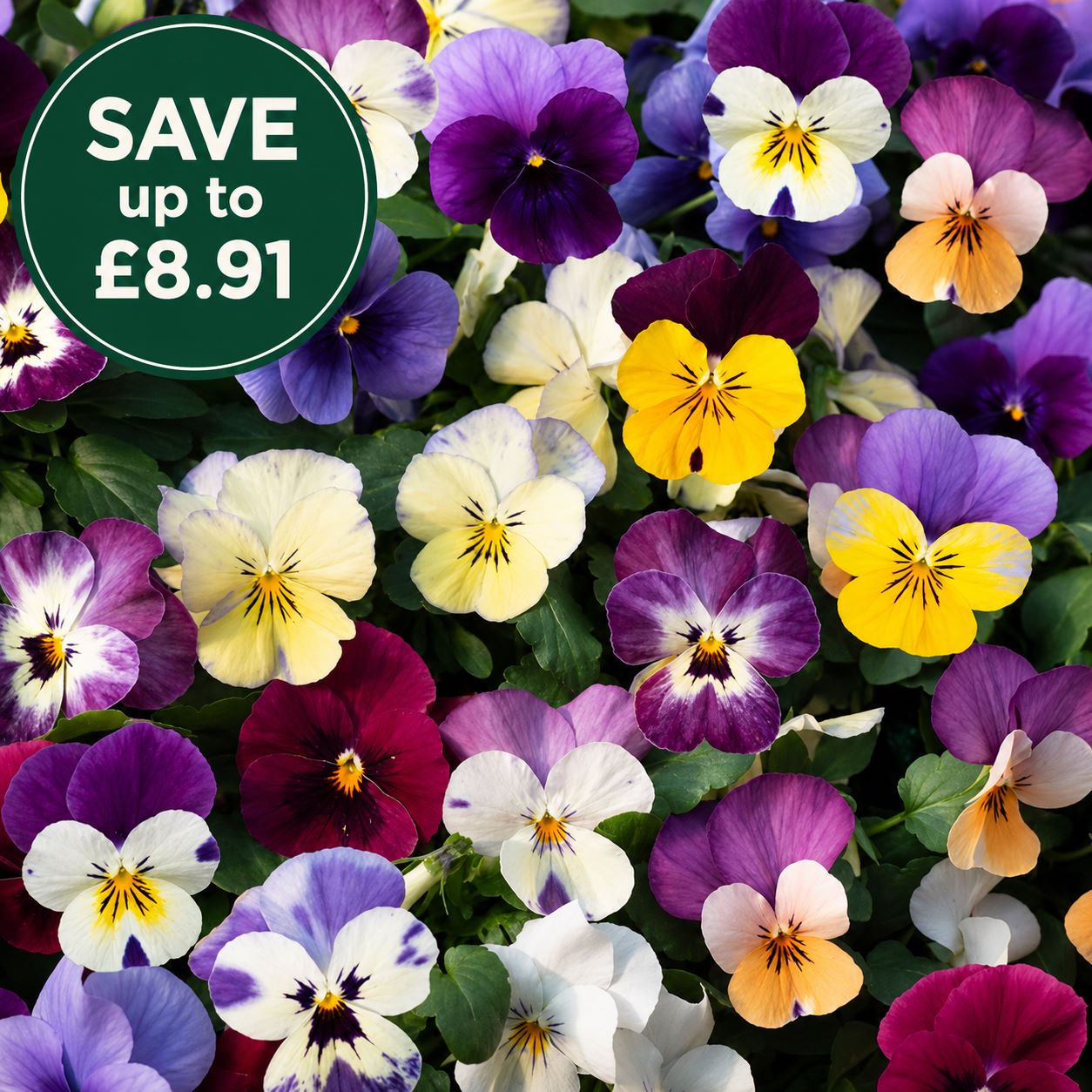 Viola Teardrops Mix Garden Ready Bedding Plants