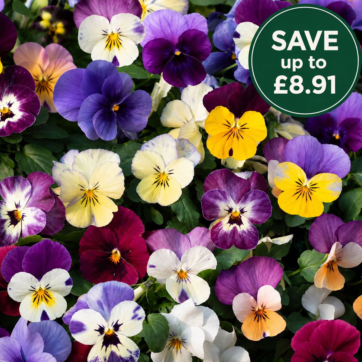 Viola Teardrops Mix Garden Ready Bedding Plants