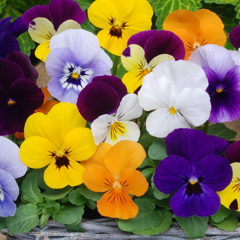 Viola Sorbet Mixed F1 Flower Plants