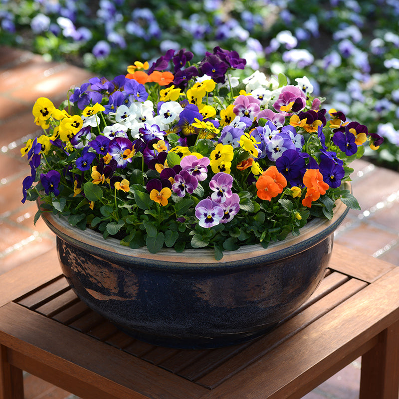 Viola Sorbet Mixed F1 Flower Plants