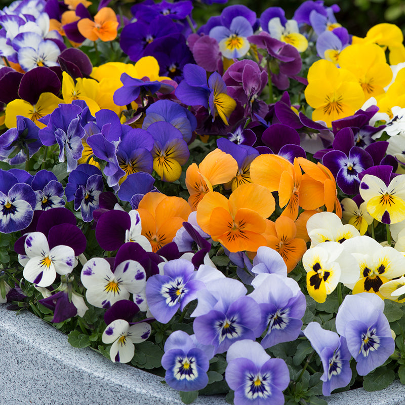 Viola Sorbet Mixed F1 Flower Plants