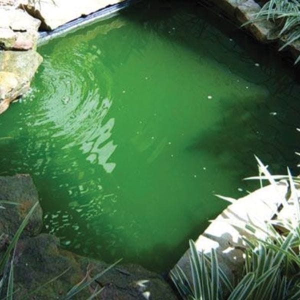 Viresco Aqua Pond Clear Including Free Nitrate Test Strips