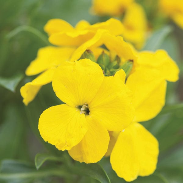20 bare root plants Wallflower Cloth of Gold Flower Plants