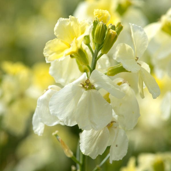 30 bare root plants Wallflower Ivory White Flower Plants