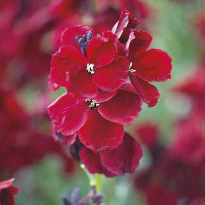Wallflower Seeds | Fothergill’s