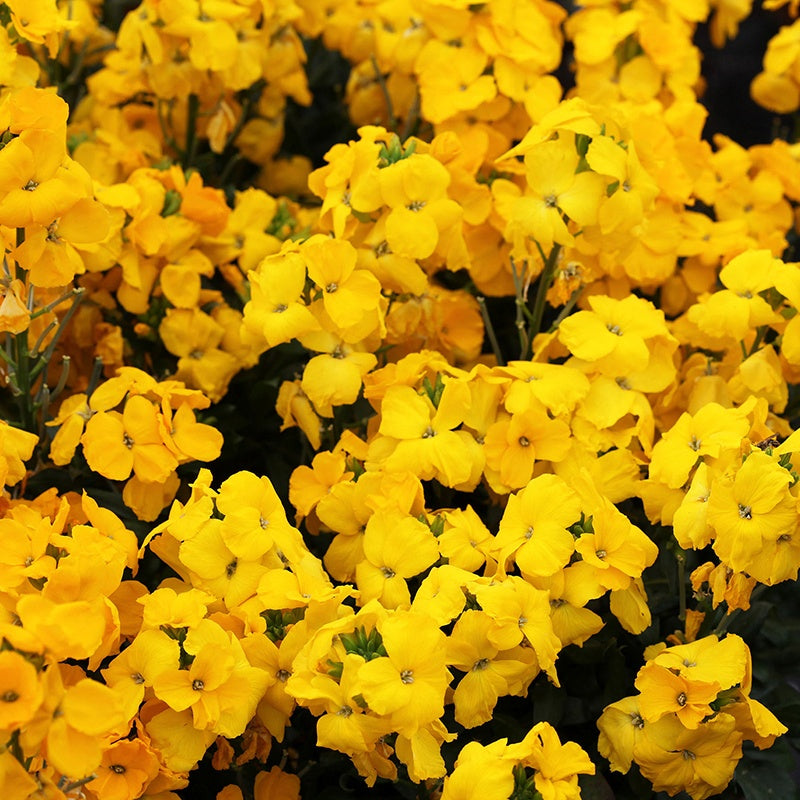 Wallflower Sugar Rush Yellow F1 Plants