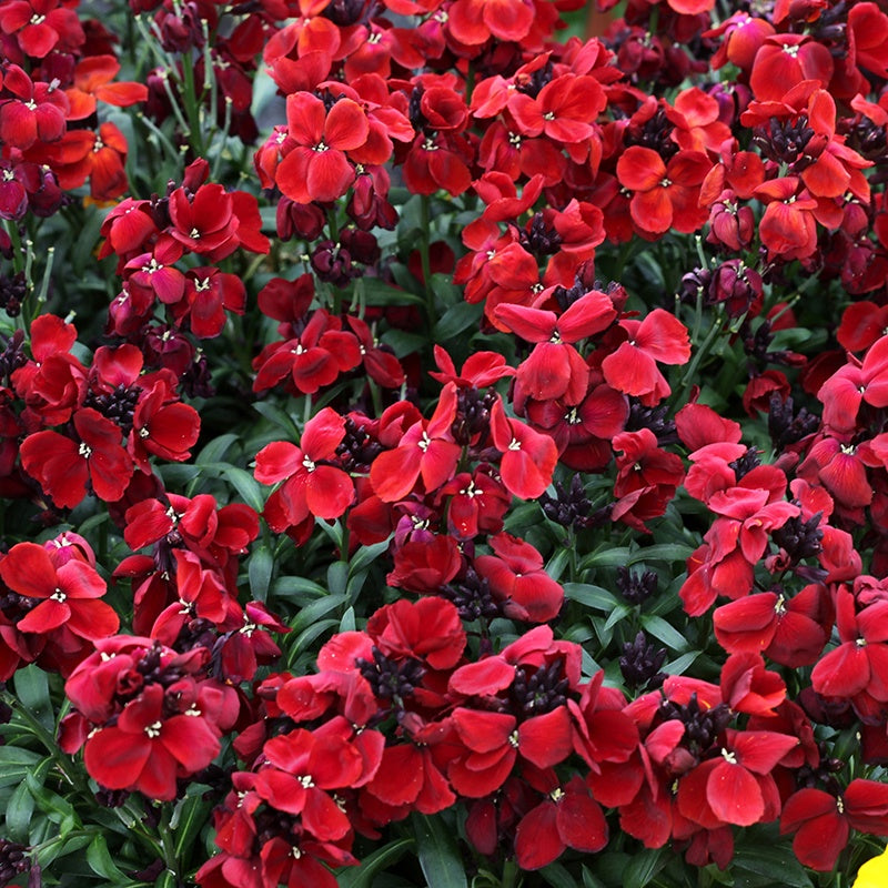 Wallflower Sugar Rush Red F1 Plants