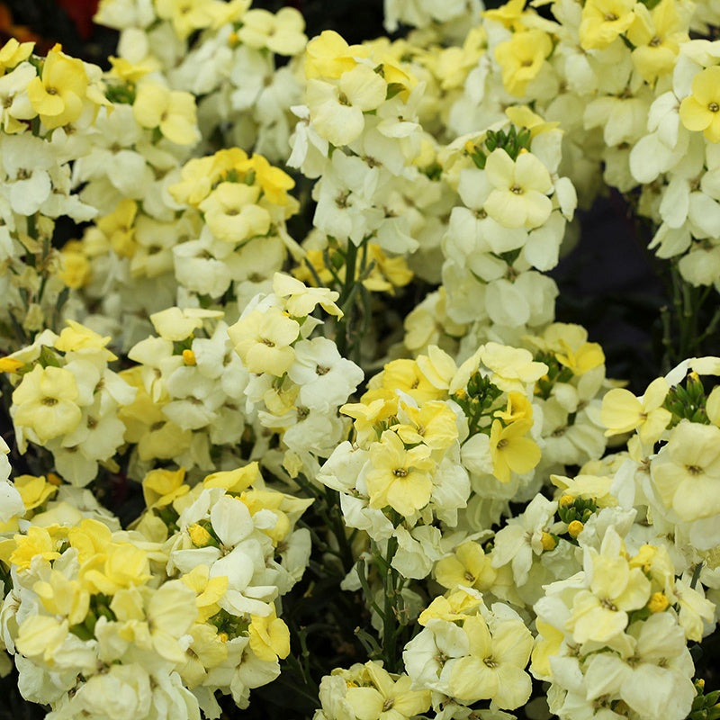 Wallflower Sugar Rush Primrose F1 Plants