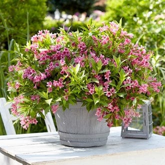 Weigela Picobella Rosa Flower Plants