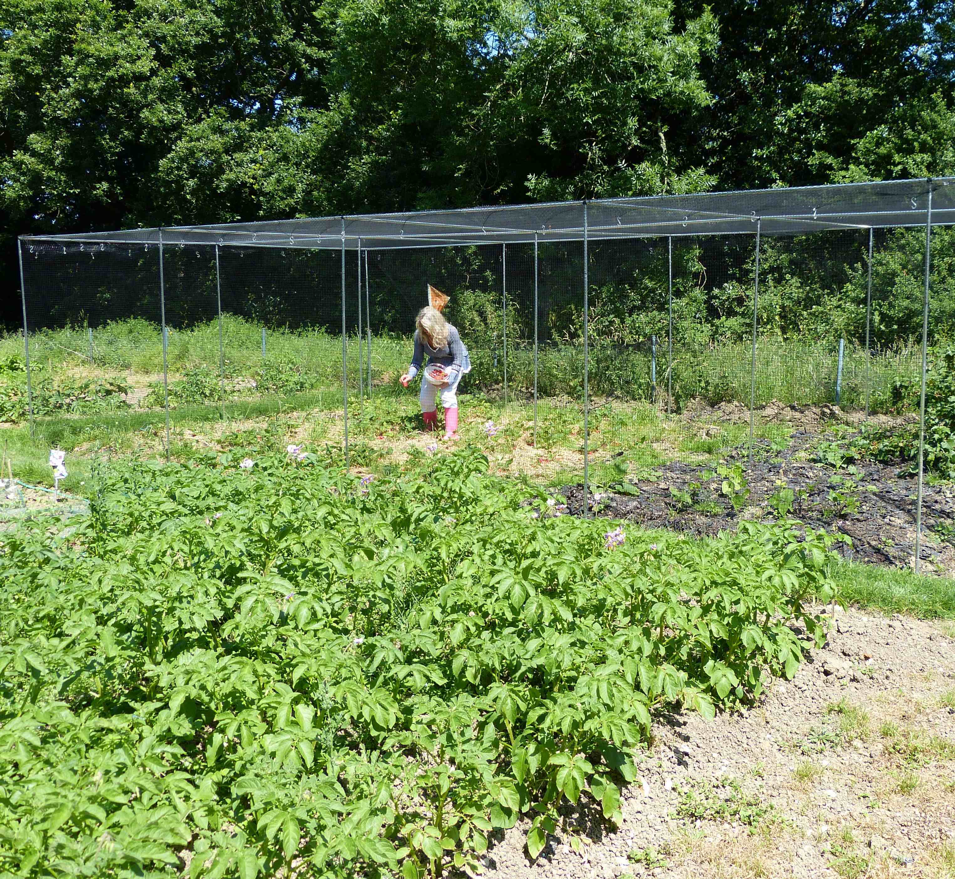 Person tending to plants in a garden with a greenhouse in the background