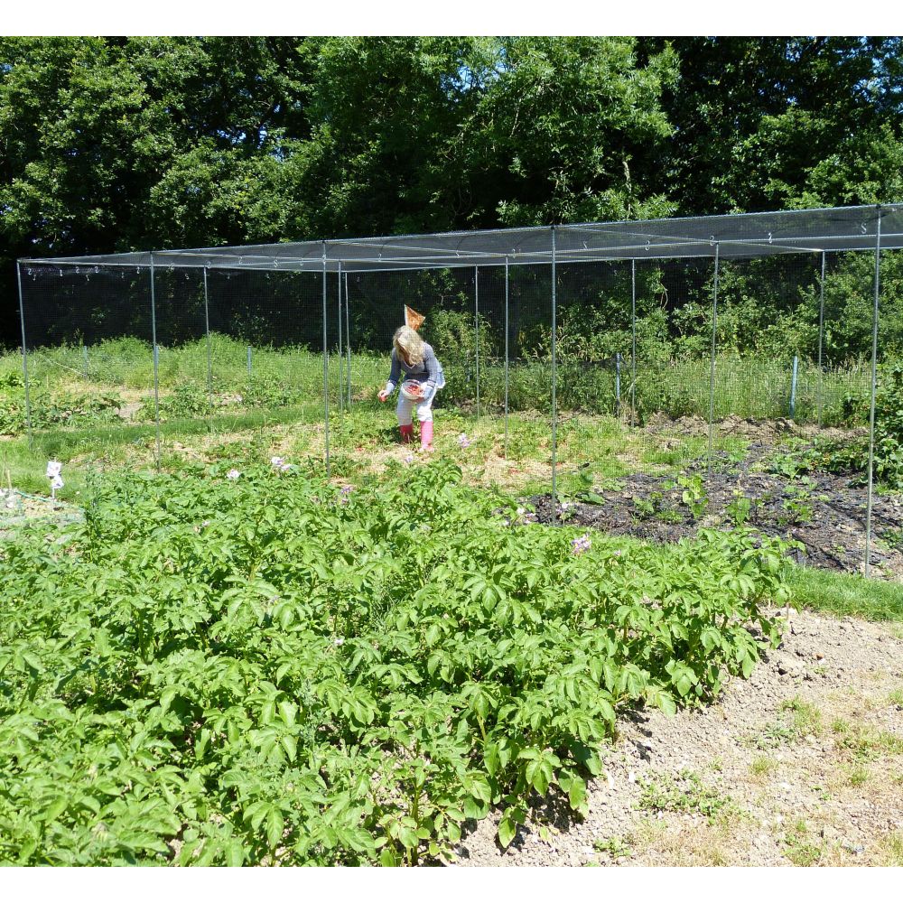 Person tending to plants in a garden with a fence and trees in the background