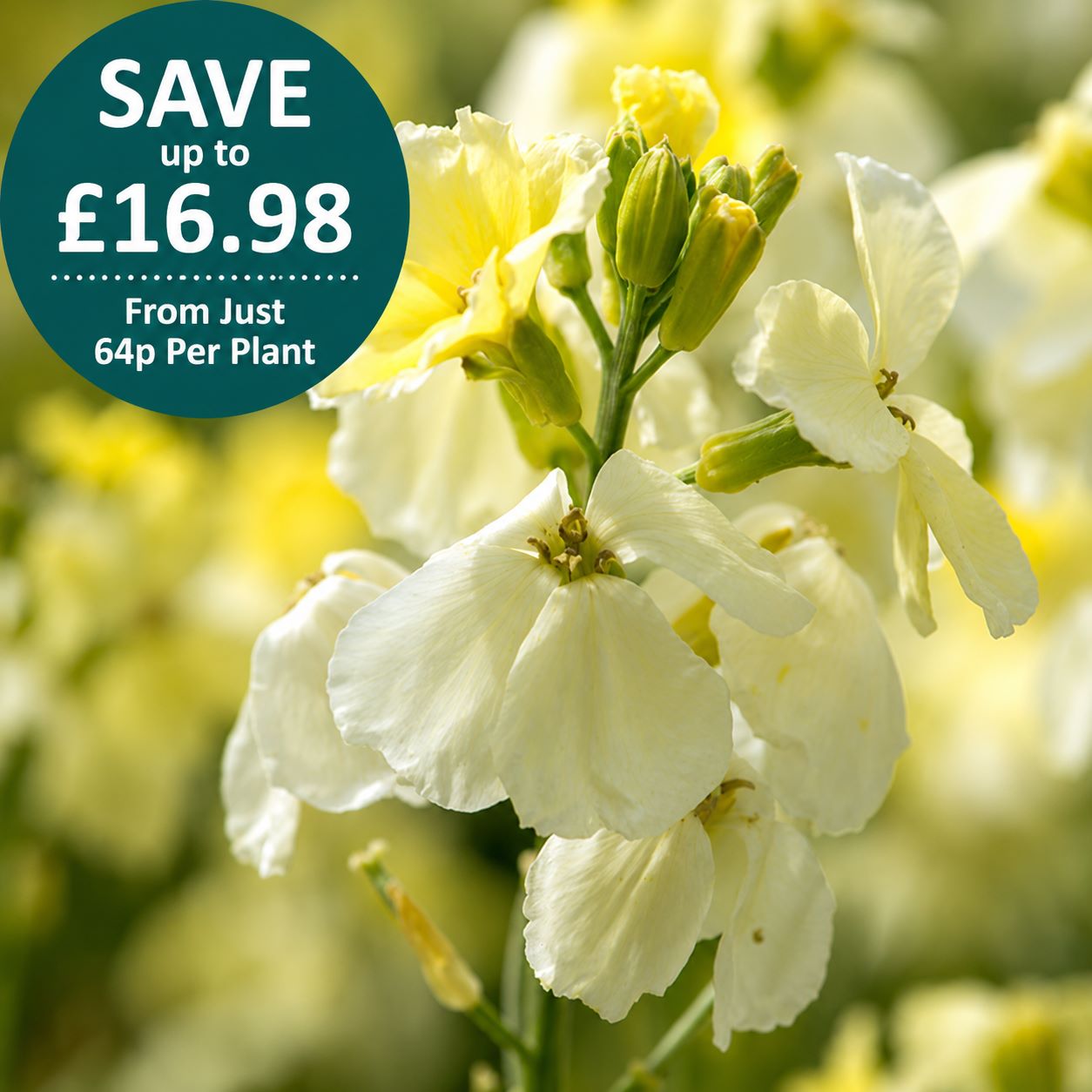 Wallflower Ivory White Flower Plants