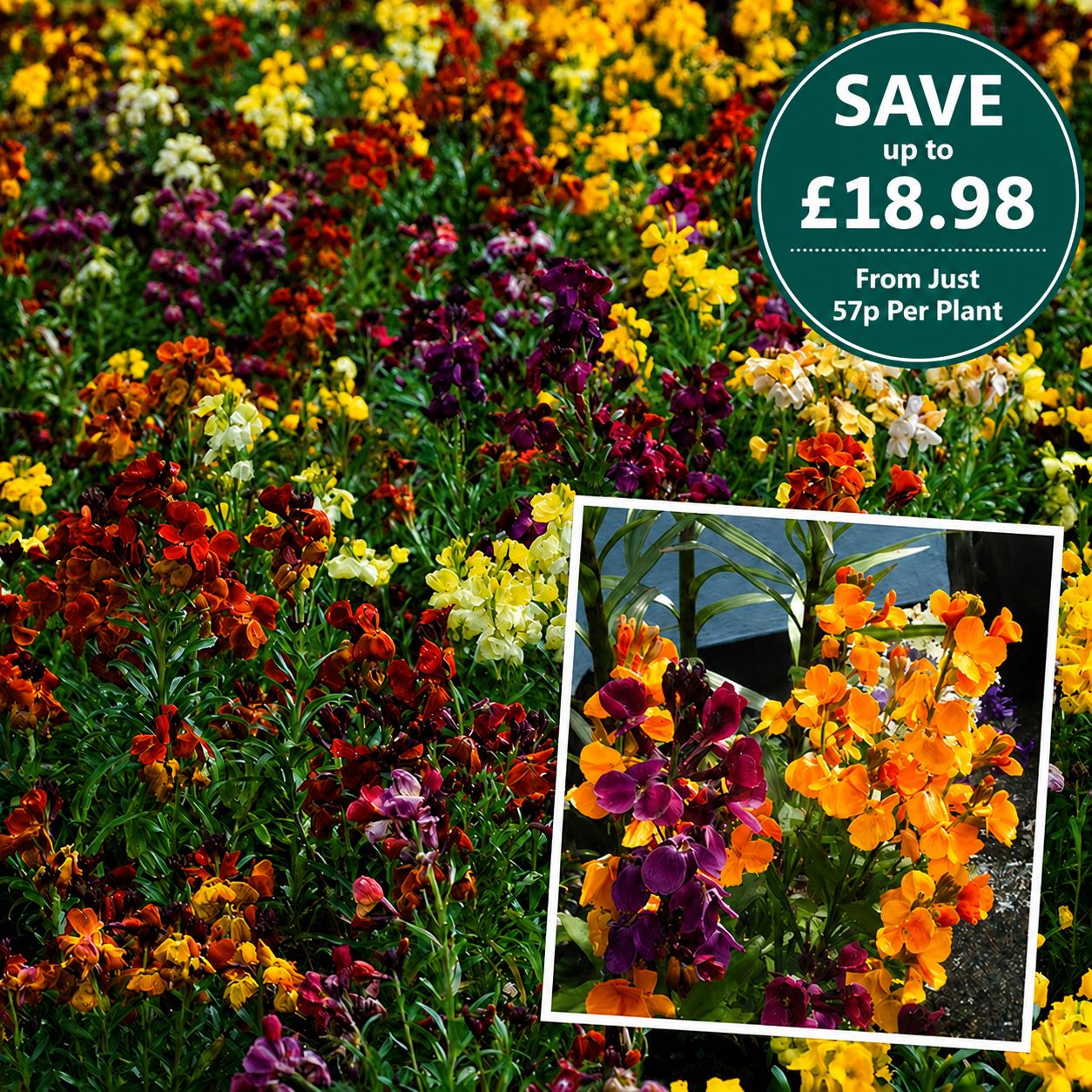 Wallflower Persian Carpet Mixed Flower Plants