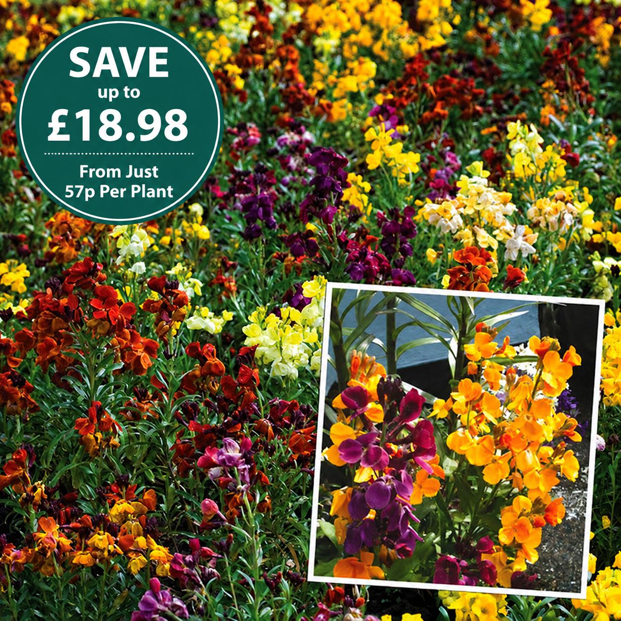 Wallflower Persian Carpet Mixed Flower Plants