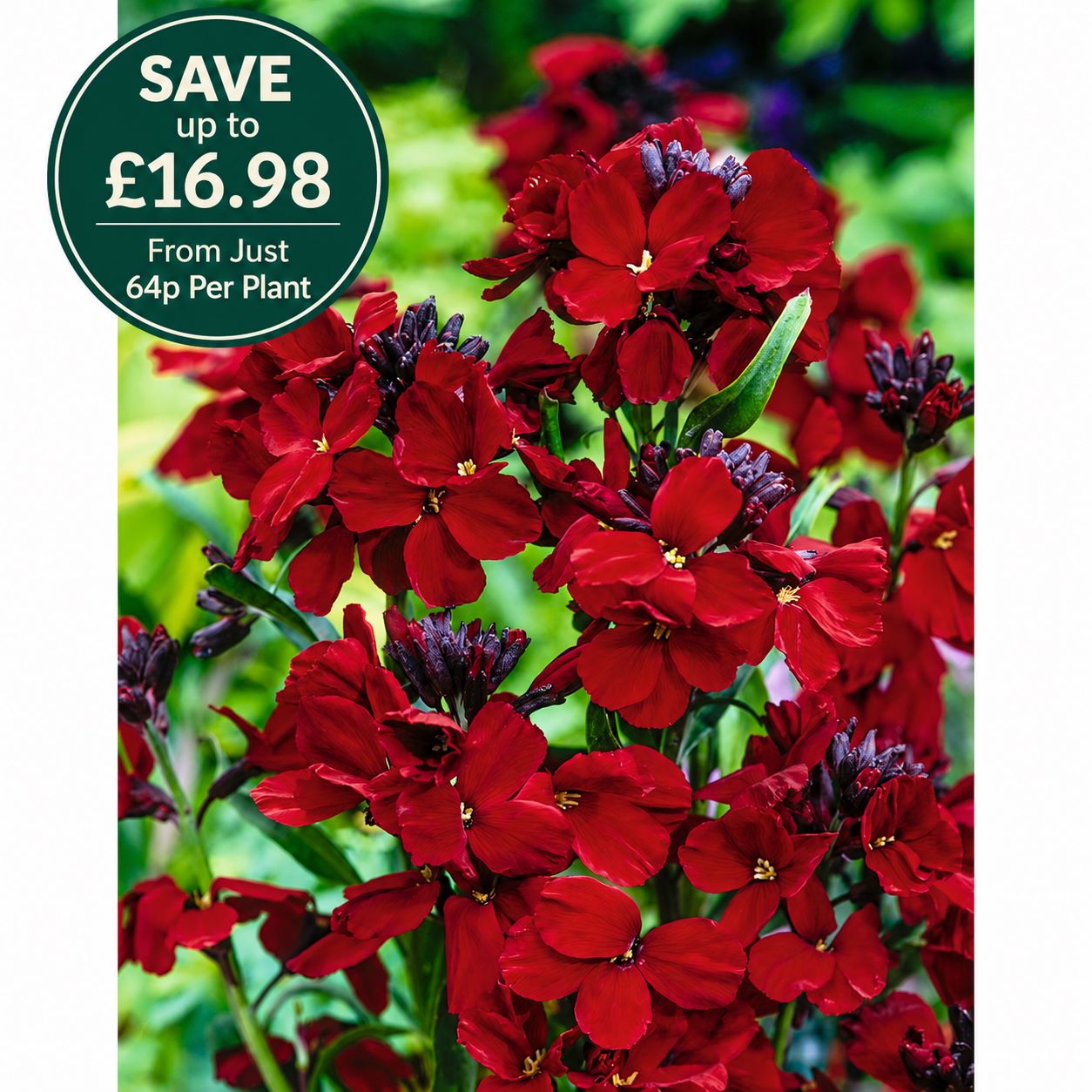 Wallflower Scarlet Emperor Flower Plants