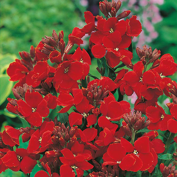 Bestselling Wallflowers