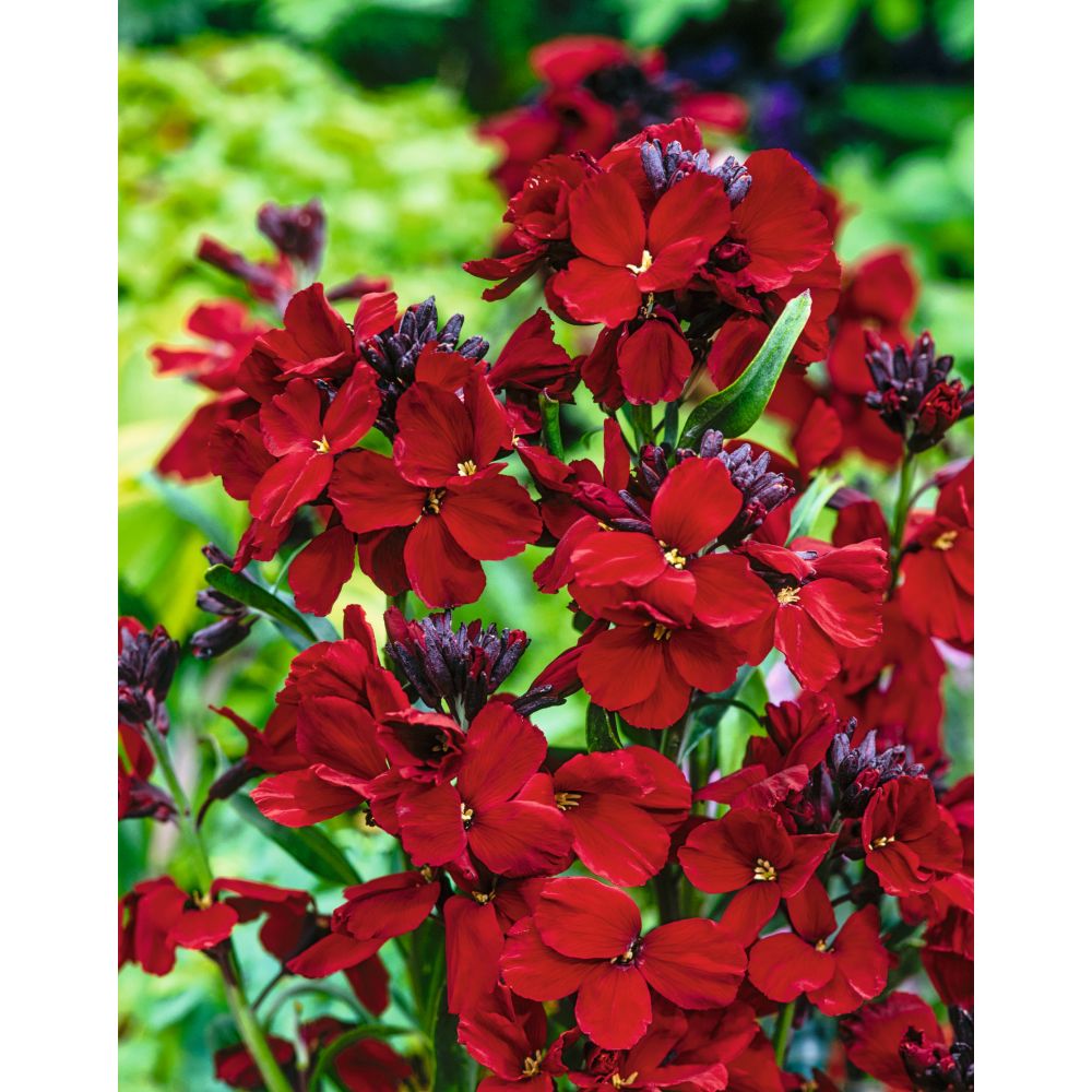 Wallflower Scarlet Emperor Flower Plants