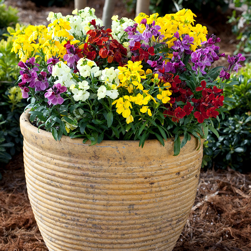 Wallflower Sugar Rush Mixed F1 Flower Plants