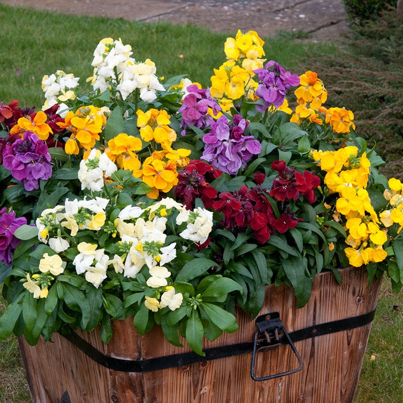 Wallflower Sugar Rush Mixed F1 Plants