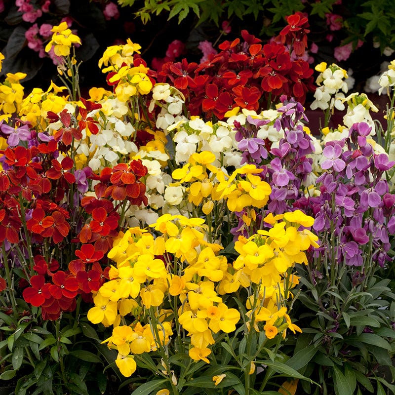 Wallflower Sugar Rush Mixed F1 Plants