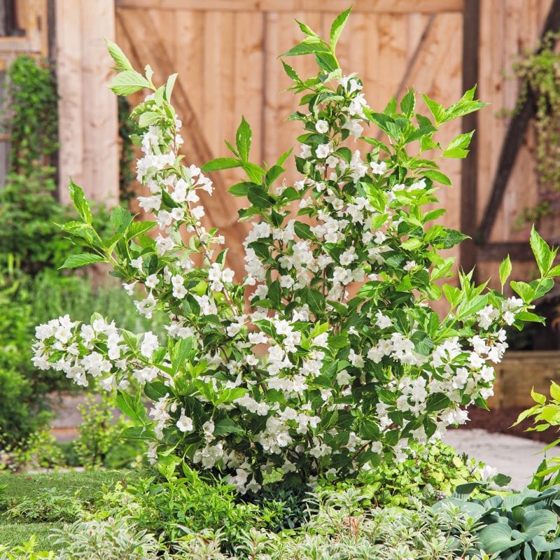 Weigela Snowflake Shrub Plants