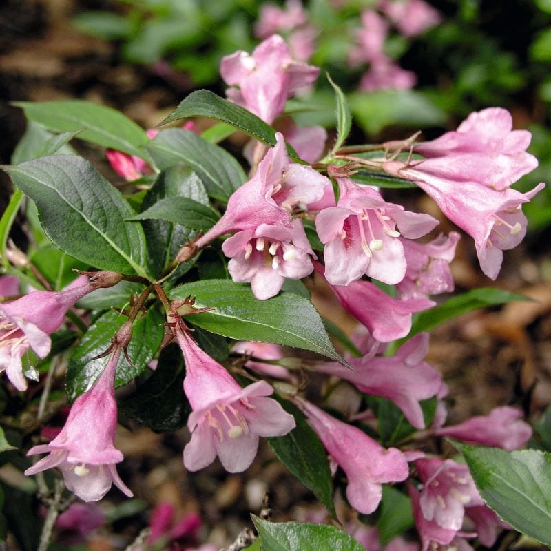 3 x 9cm Potted Plants Weigela Minuet Shrub Plants