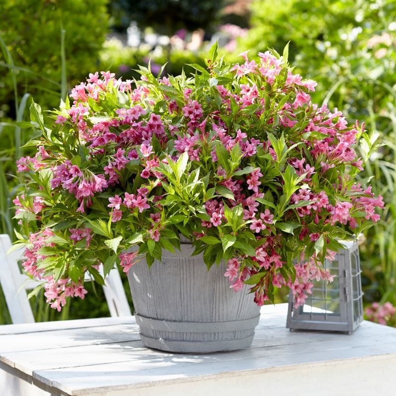 1 x 9cm Plant Weigela Picobella Rosa Shrub Plants