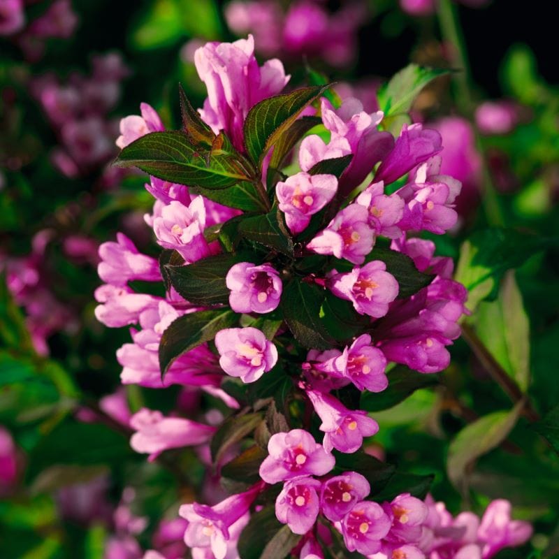 1 x 9cm Potted Plant Weigela florida Foliis Purpureis Shrub Plants