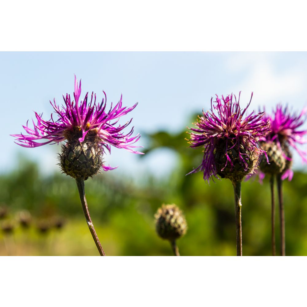 Wildflower Ultimate Collection