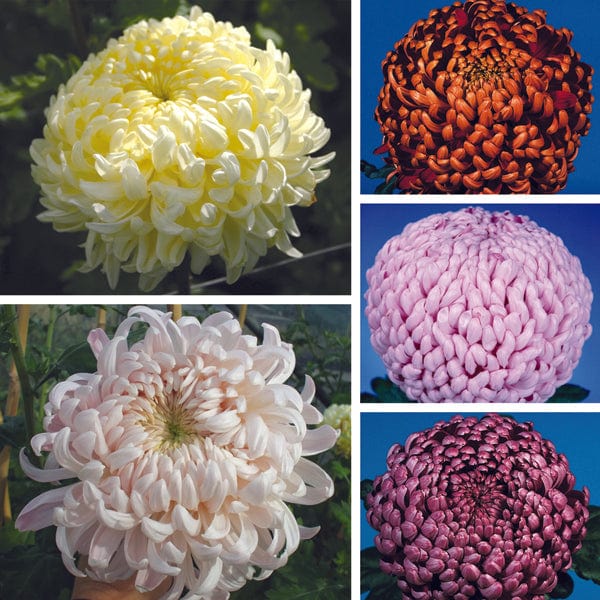 Woolmans Chrysanthemum Gompie Flower Plant Collection