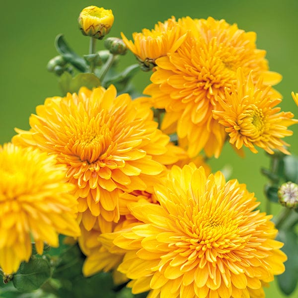 Woolmans Chrysanthemum Gompie Flower Plant Collection