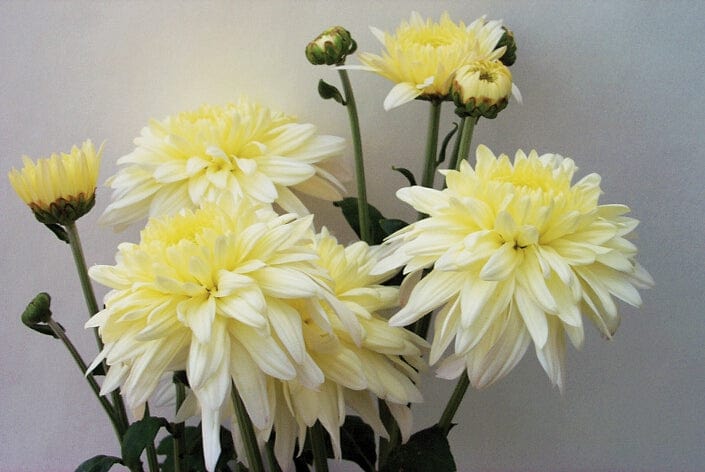 Woolmans Chrysanthemum Outdoor Spray Plant Collection