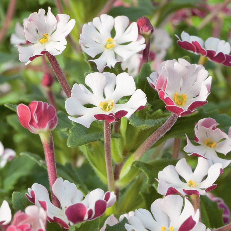 3 Young Plants Zaluzianskya ovata Night Phlox Flower Plants