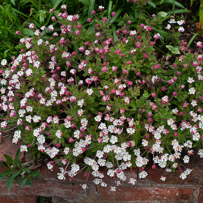 Zaluzianskya ovata Night Phlox Flower Plants