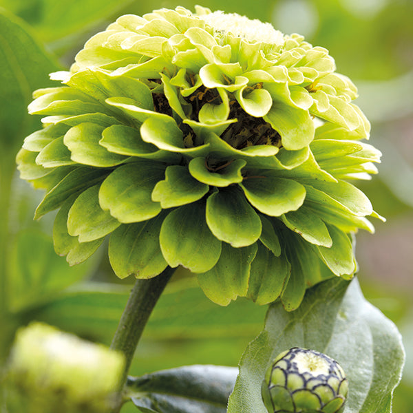 Zinnia Giant Lime Flower Plants