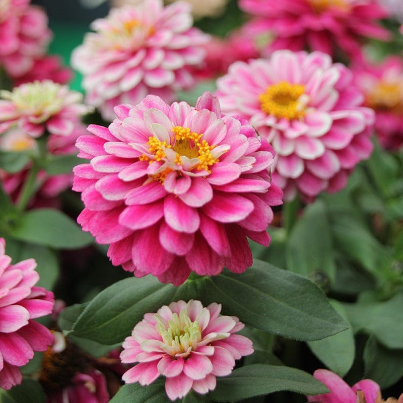 30 Garden Ready Plants Zinnia Zahara Double Raspberry Ripple F1 Plants