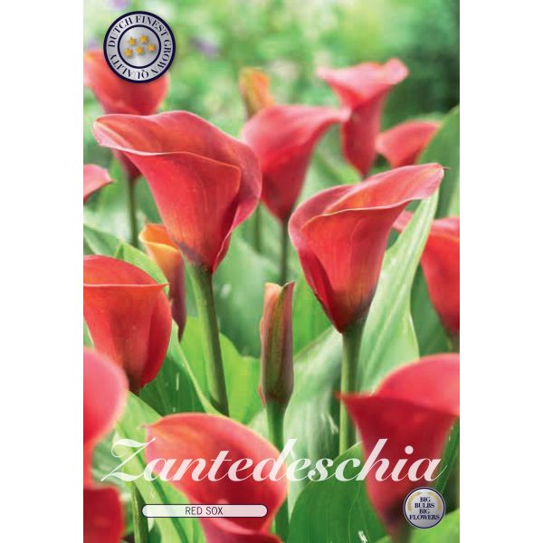 Zantedeschia Red Alert Flower Bulbs