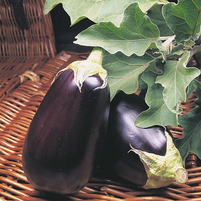 Two eggplants with green leaves on a woven surface