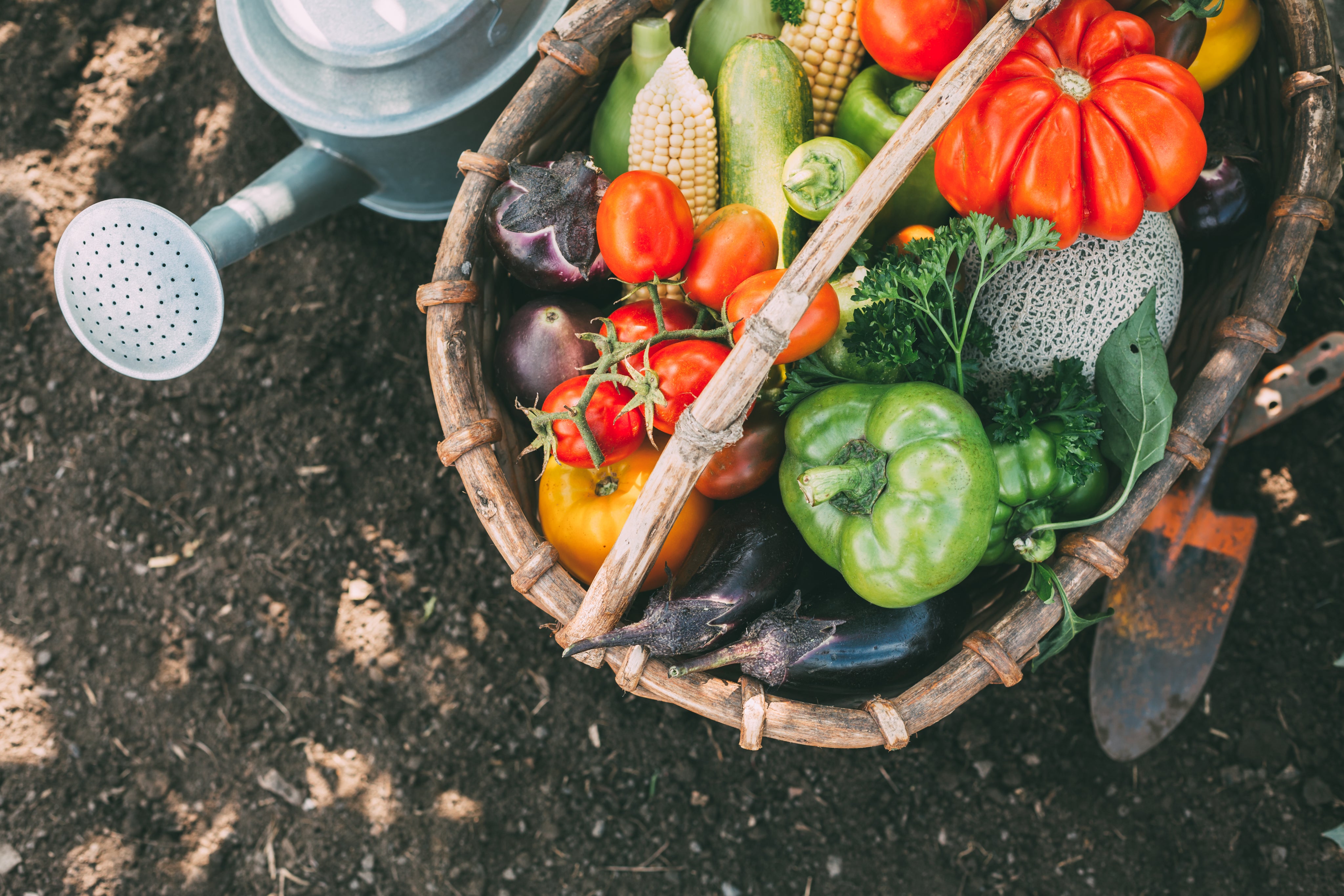 Basket of seasonal vegetables