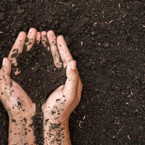hands in compost