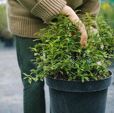 plant in a pot