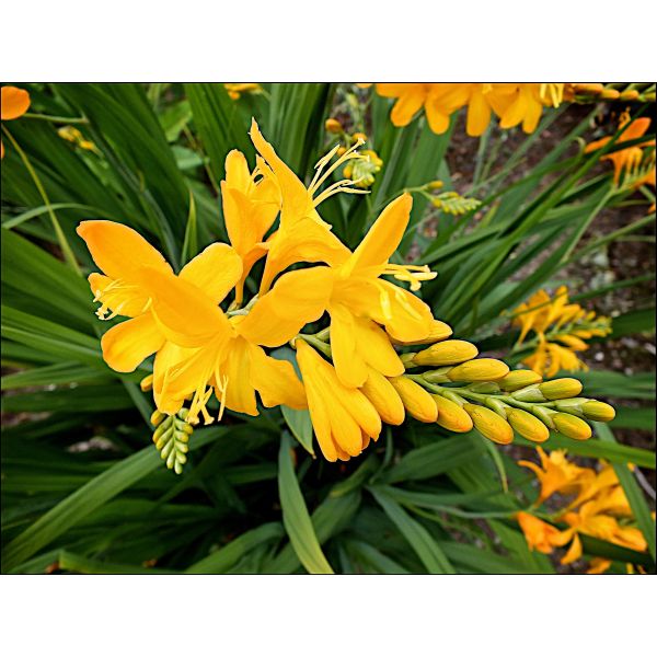 Yellow crocosmia flowers with green leaves on a natural background