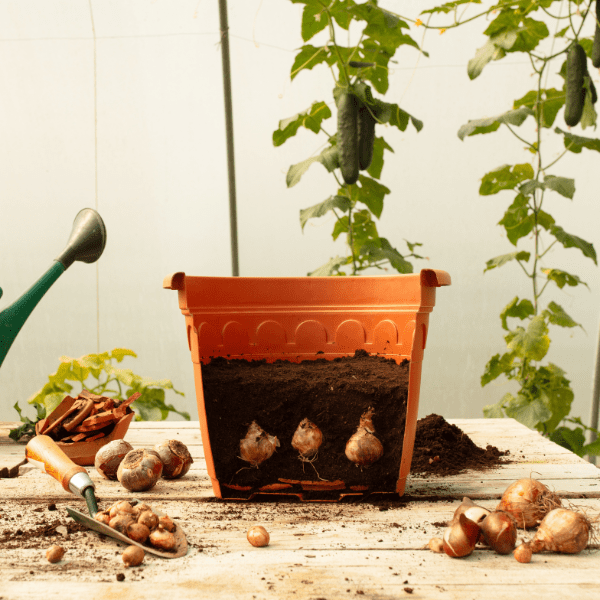 Cutaway of a container with Narcissi bulbs placed in the soil with more soil added on top.