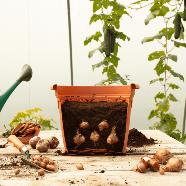 Cutaway of a container with Tulip bulbs placed in the soil with more soil added on top.