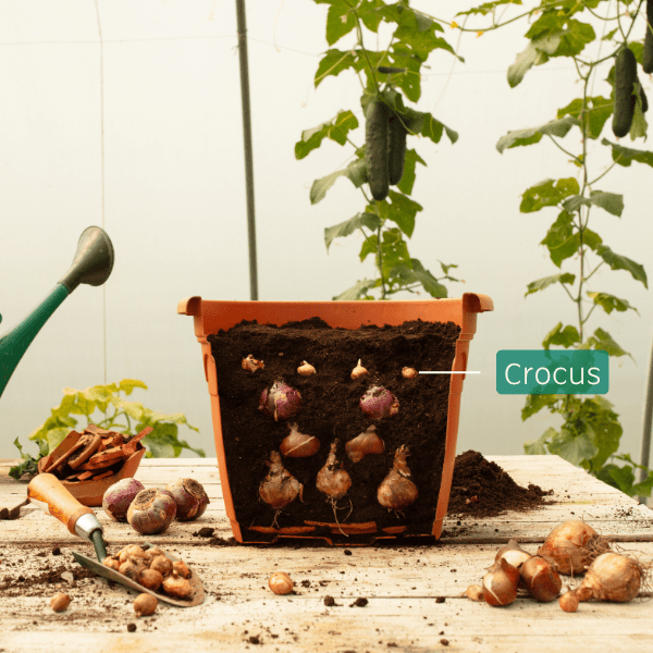 Cutaway of a container with Crocus bulbs placed in the soil.