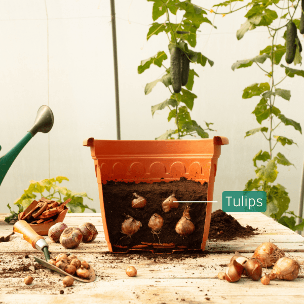 Cutaway of a container with Tulip bulbs placed in the soil.