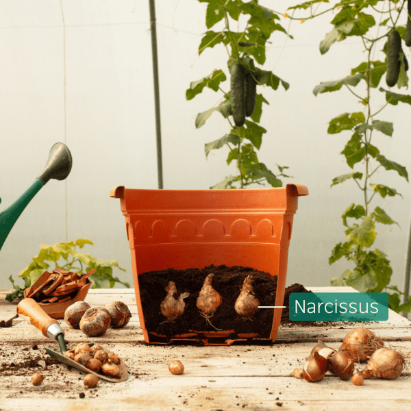 Cutaway of a container with Narcissi bulbs placed in the soil.