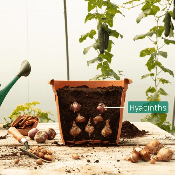 Cutaway of a container with Hyacinth bulbs placed in the soil.