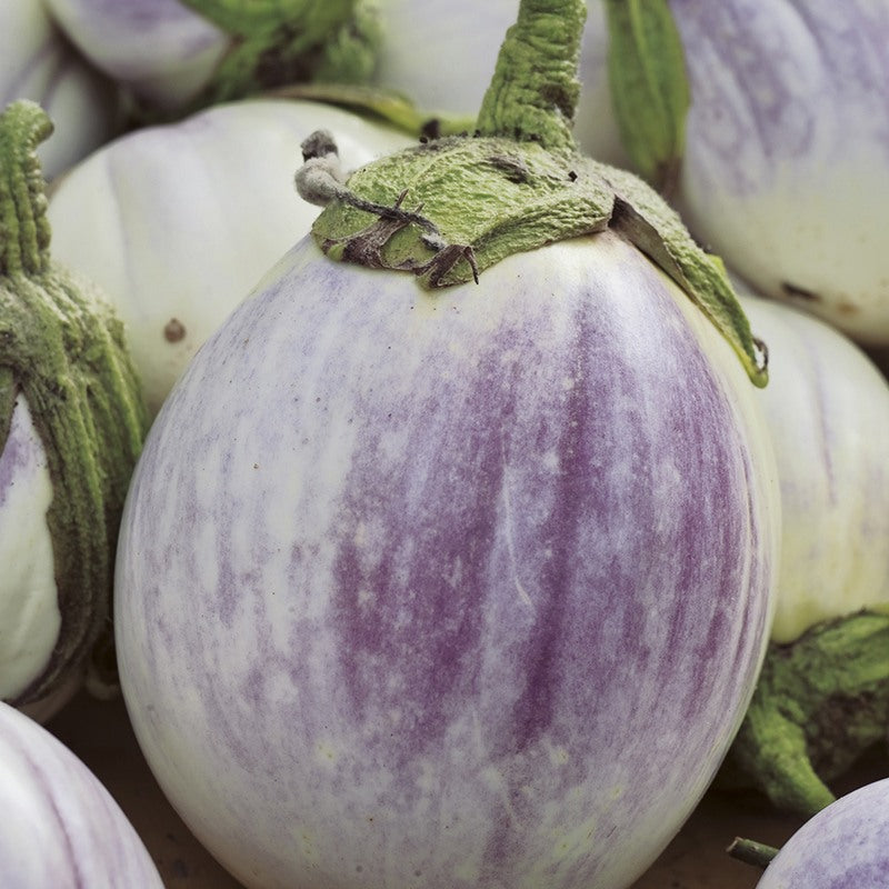 Aubergine Collection Plants